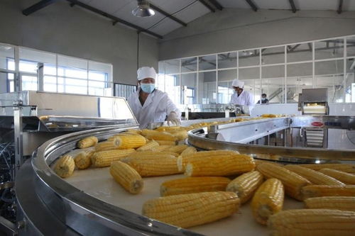 一路領 鮮 興安盟鮮食玉米繪就豐收畫卷